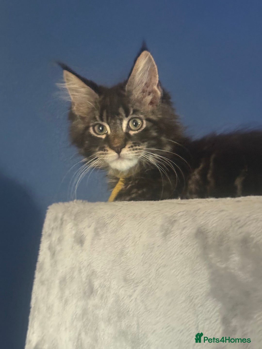 Maine Coon cats for sale: Last super loving boy left tica reg + vaccinated - Image 8