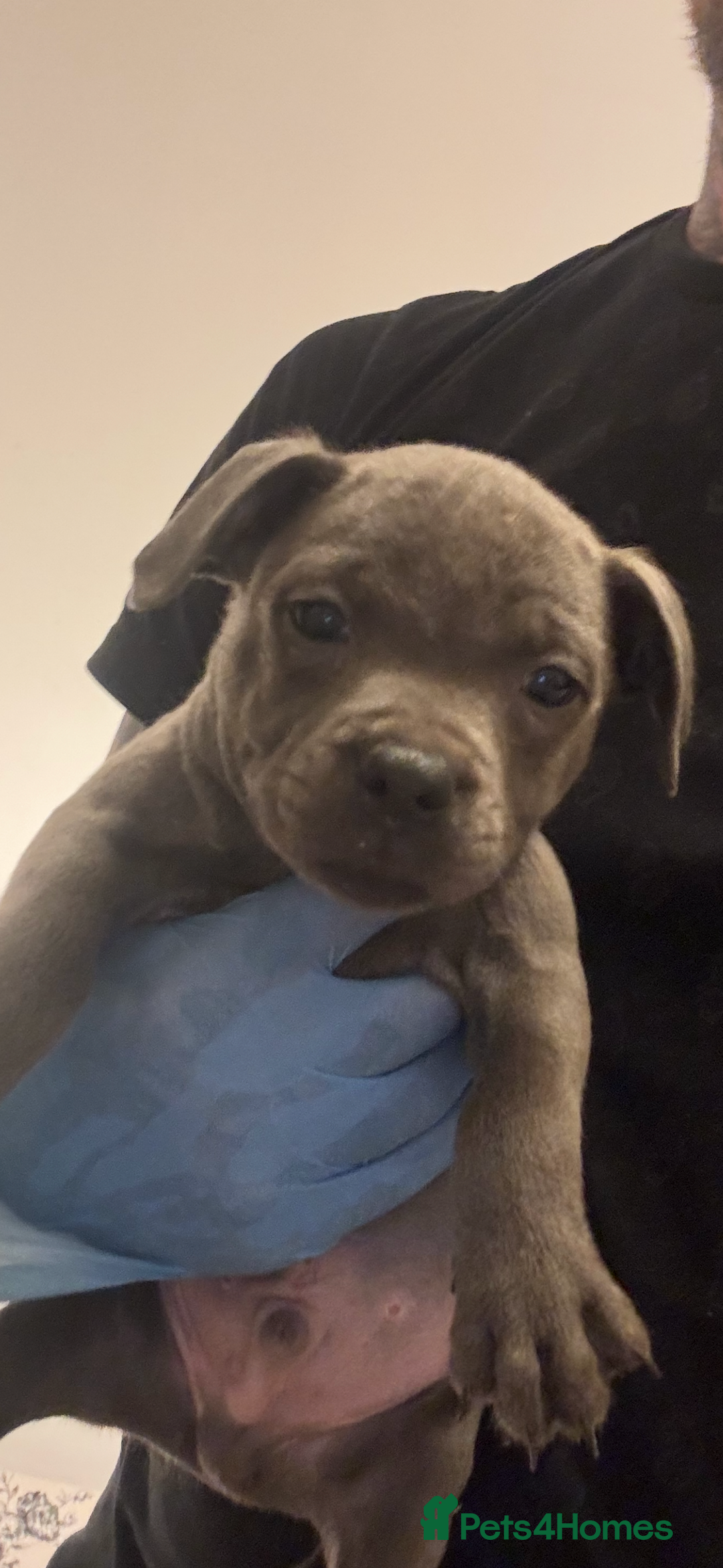 Staffordshire Bull Terrier dogs for sale:  Beautiful blue staffy litter amazing bloodlines - Image 9