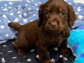 Cocker Spaniel dogs - Advert 35