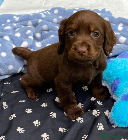 Cocker Spaniel dogs - Advert 1