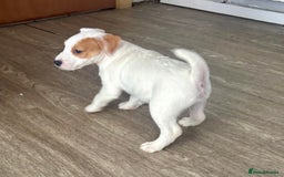 Jack Russell dogs for sale: Jack Russell terrier  - Image 5