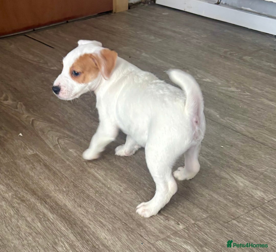 Jack Russell dogs for sale: Jack Russell terrier  - Image 5