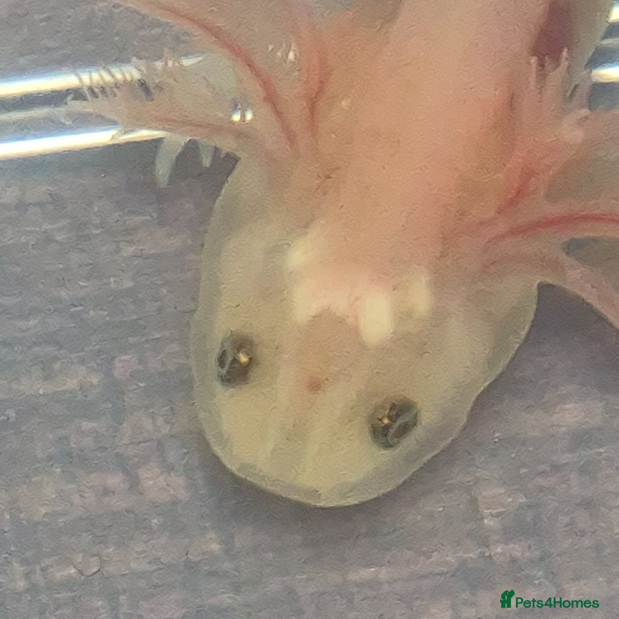Axolotl reptiles Lucy Albino Babies 4 months-£20 and 2 months-£10 - Advert 1
