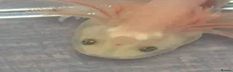 Axolotl reptiles for sale: Lucy Albino Babies 4 months-£20 and 2 months-£10 - Advert 1