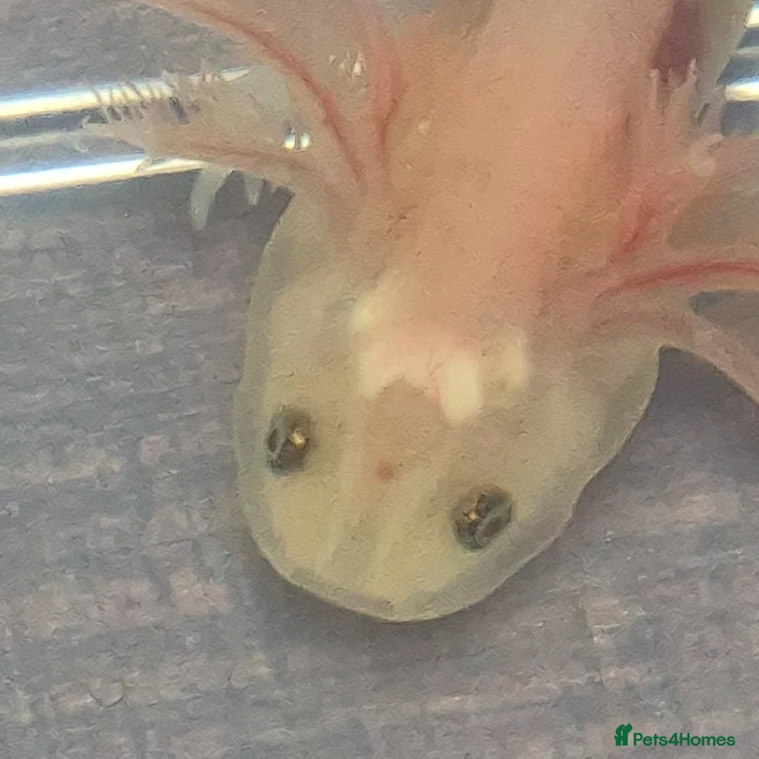 Axolotl reptiles for sale: Lucy Albino Babies 4 months-£20 and 2 months-£10 - Advert 1