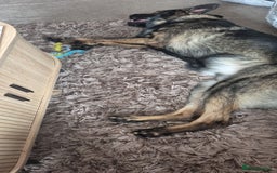German Shepherd dogs for sale: Loving German shepherd  - Image 2