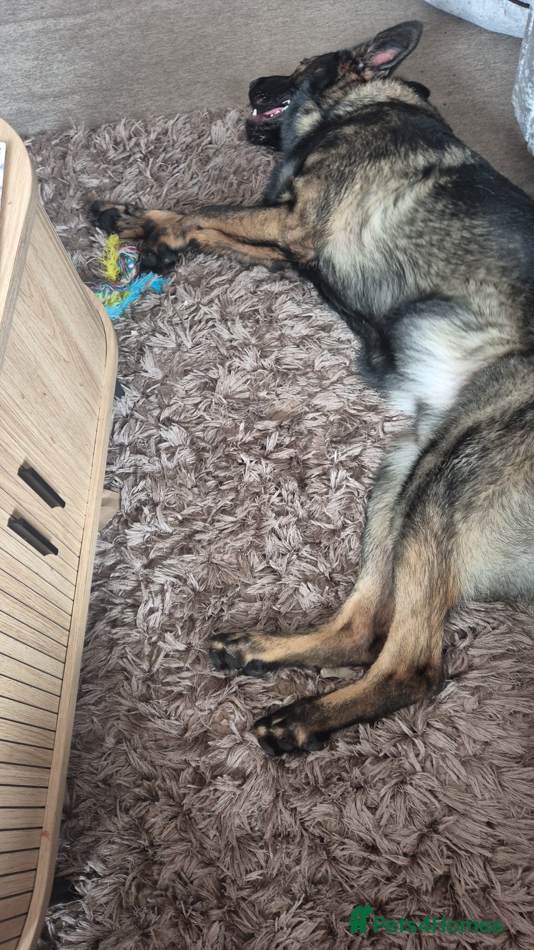 German Shepherd dogs for sale: Loving German shepherd  - Image 2