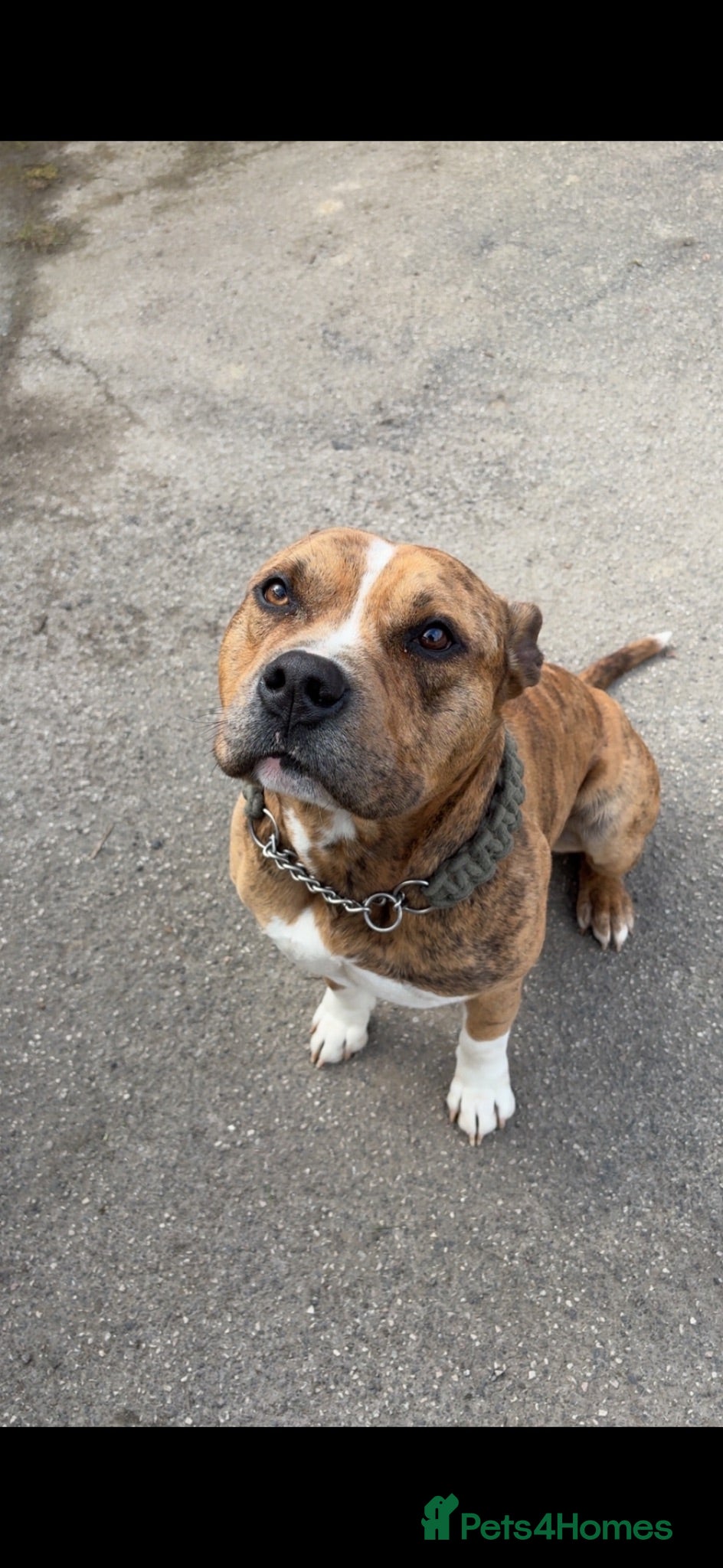 American Bulldog dogs American bully x pocket  **  - Advert 1