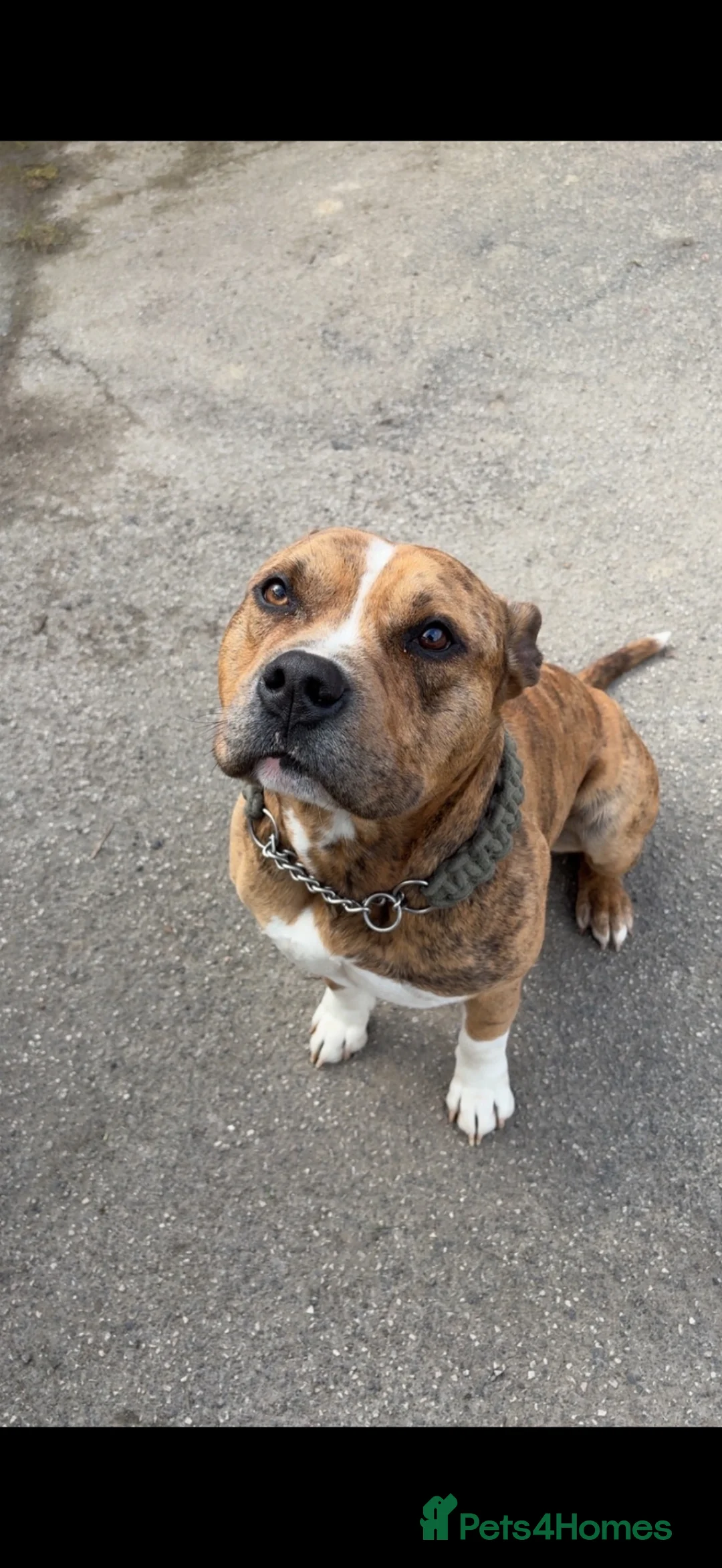 American Bulldog dogs for sale: American bully x pocket  **  in Mirfield - Advert 1