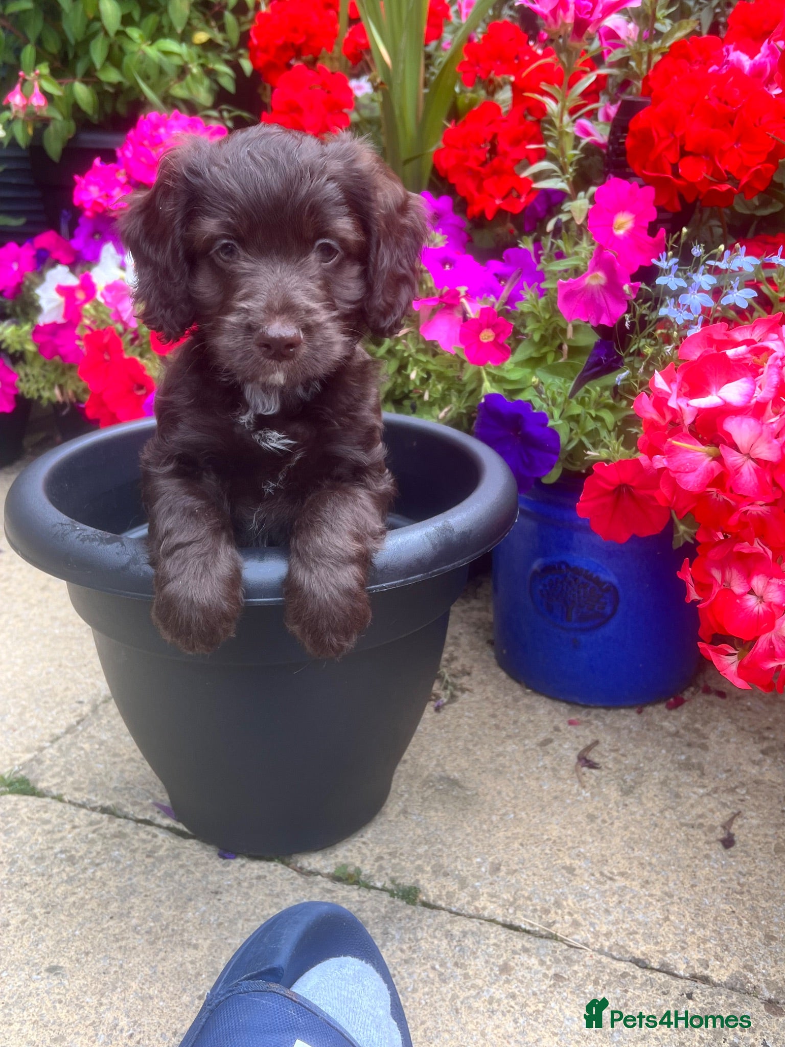 Cockapoo dogs Cockapoo puppies! ready Wednesday  - Advert 6