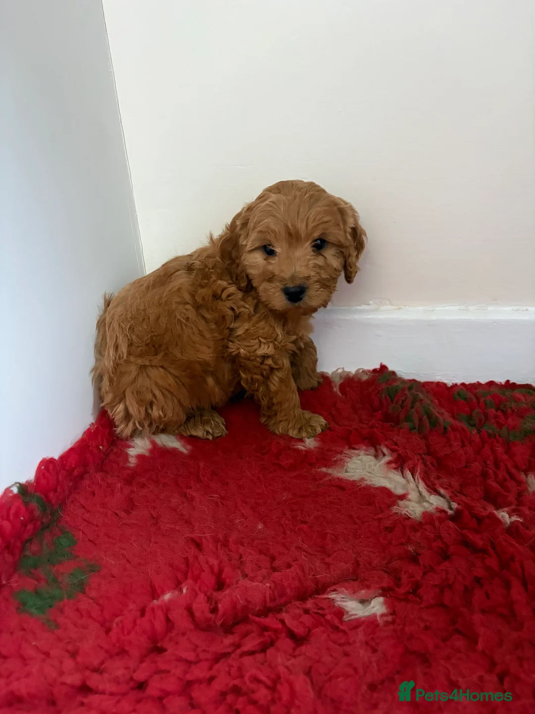 Cockapoo dogs for sale: 4 stunning cockapoo puppies for sale  - Advert 12