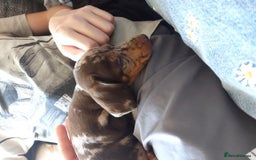 Miniature Dachshund dogs for sale: Chocolate Daple Miniature Boys  - Image 8