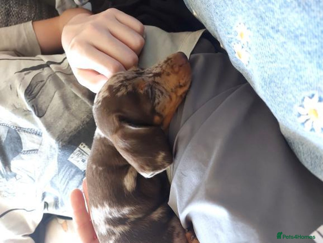 Miniature Dachshund dogs for sale: Chocolate Daple Miniature Boys  - Image 8