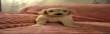 Goldendoodle Puppy 3