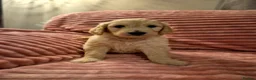Goldendoodle dogs for sale: F1 standard goldendoodle  in Derby - Advert 4