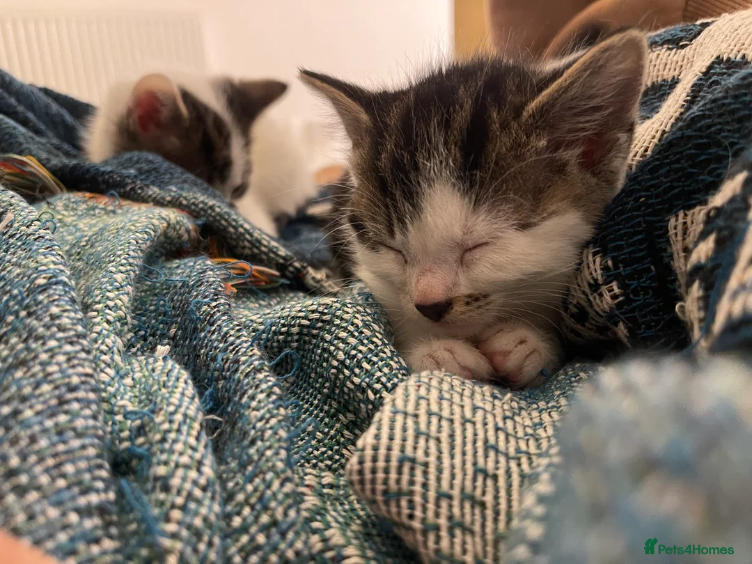 Mixed Breed cats for sale: lovely kittens  in London - Advert 3