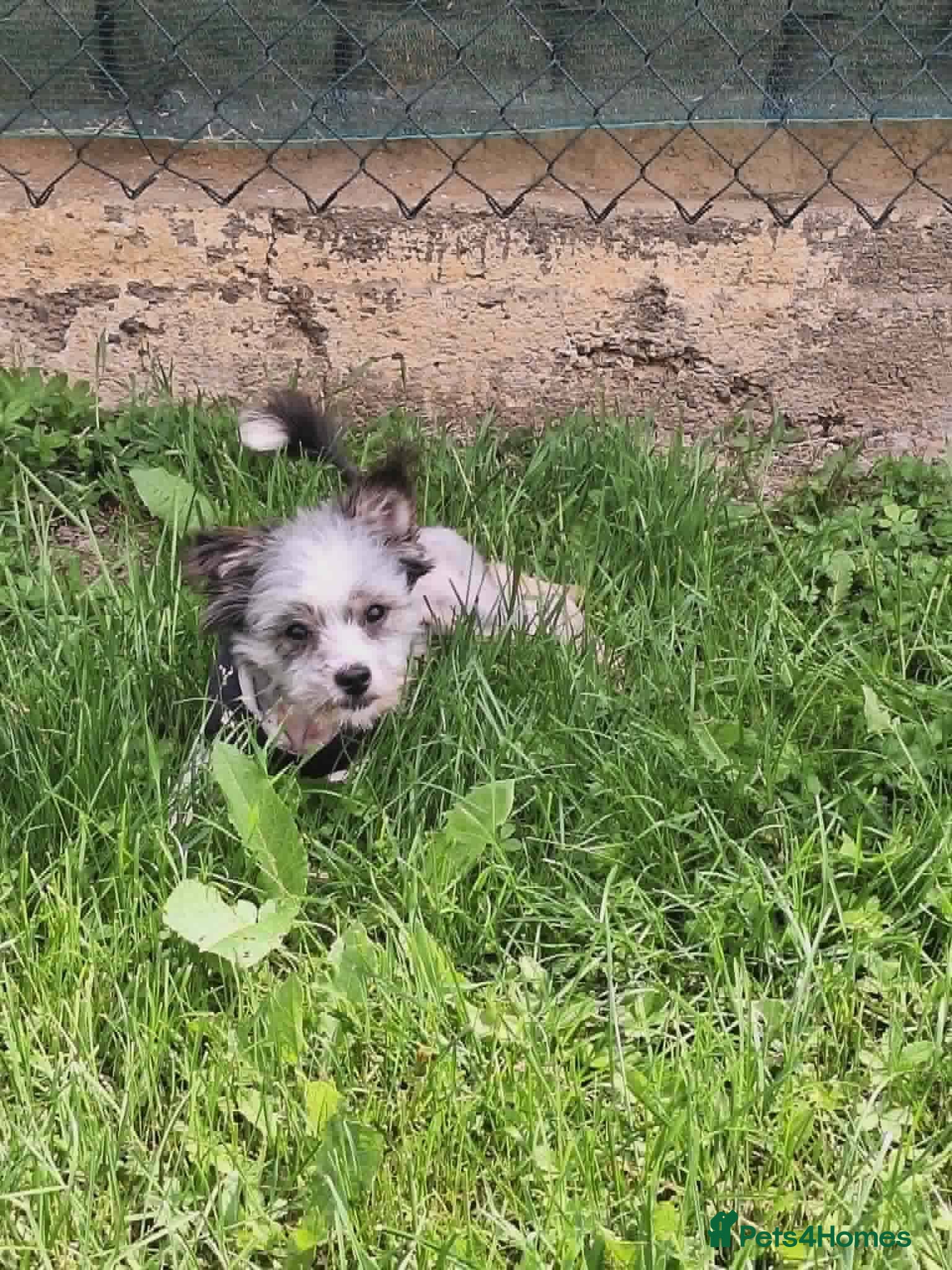 Mixed Breed dogs Scruffy for adoption - Advert 1