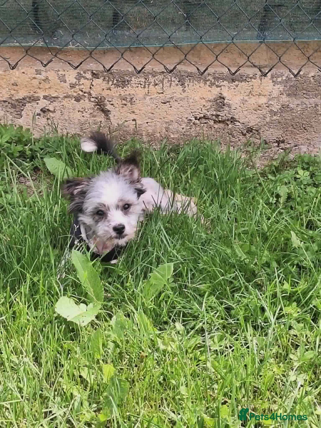Mixed Breed dogs for adoption: Scruffy for adoption in Cirencester - Advert 1