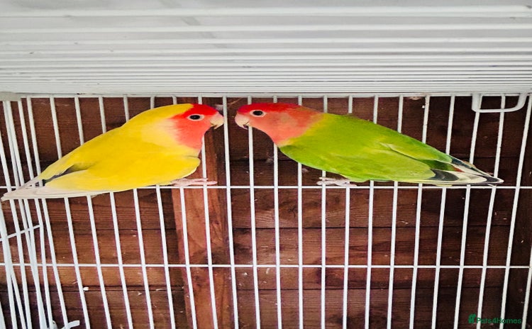 Lovebirds birds - Advert 1