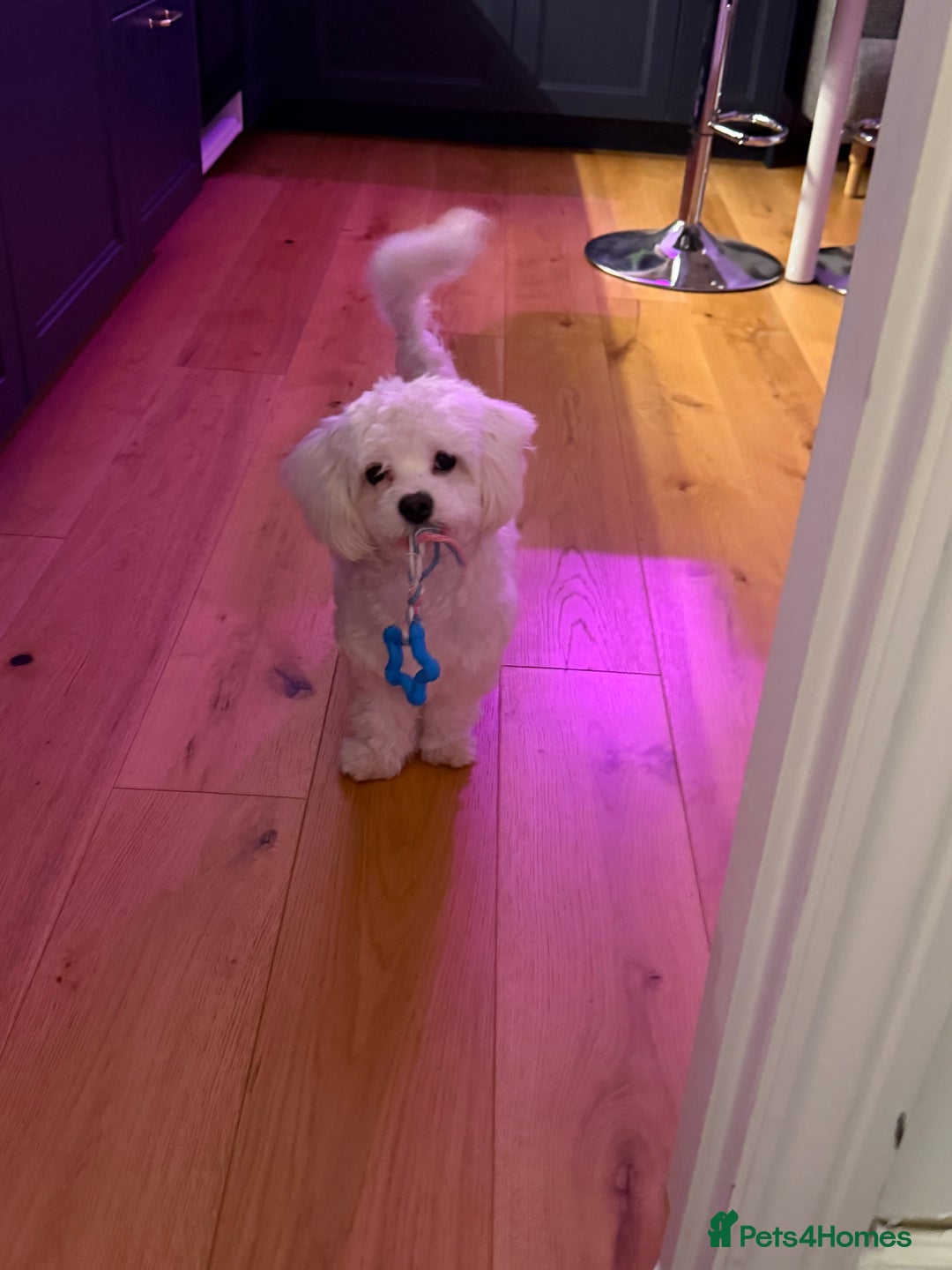 Maltese dogs for sale: 8 months old adorable maltese - Advert 1