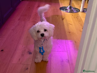 Maltese dogs 8 months old adorable maltese - Advert 4
