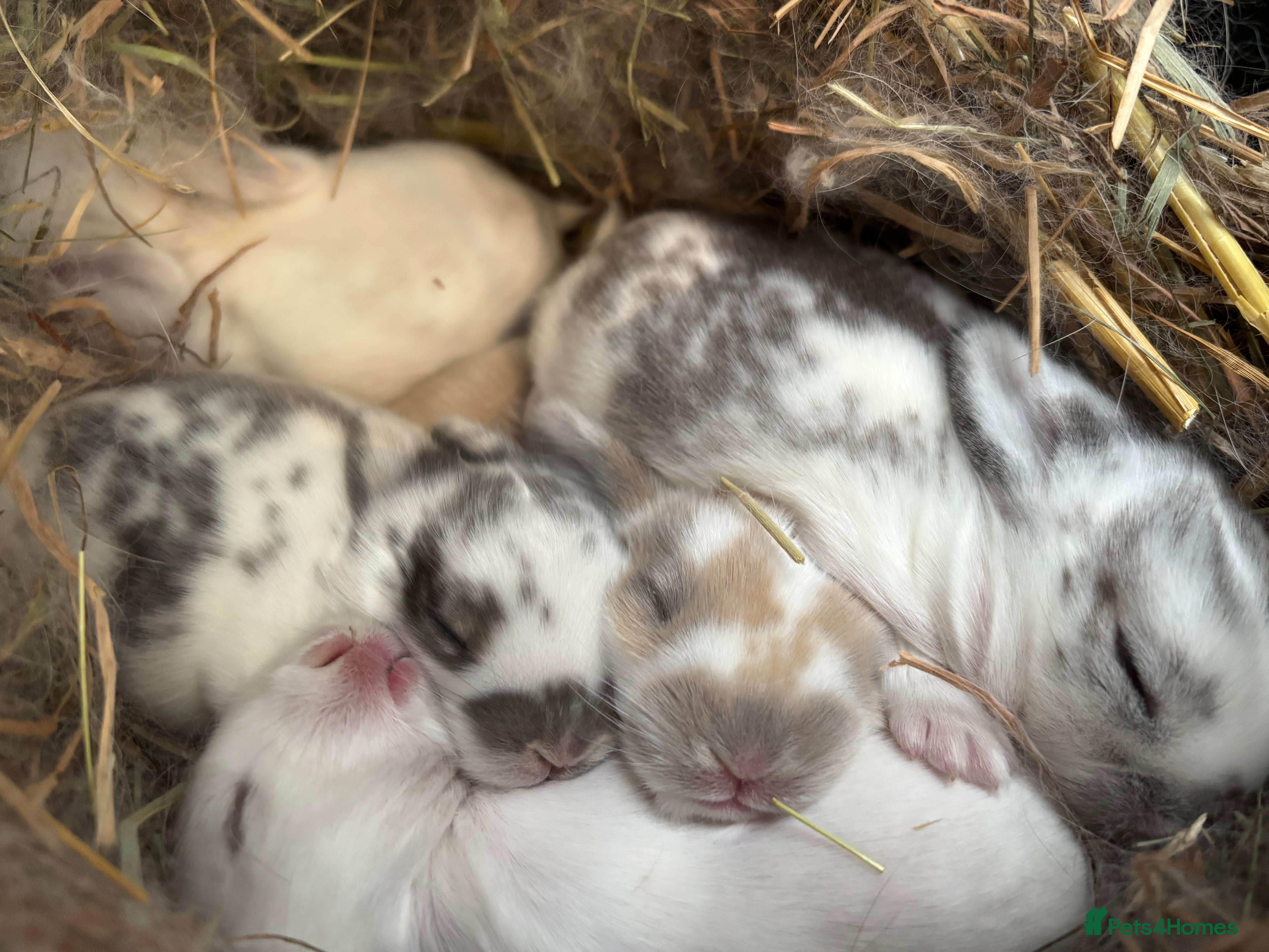Mini Lop rabbits Mini Lop Butterfly new born bunnies  - Advert 2