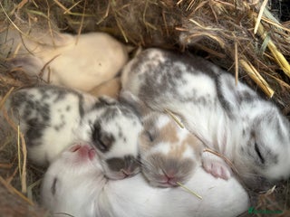 Mini Lop rabbits Mini Lop Butterfly new born bunnies - Advert 1