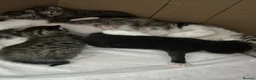 Mixed Breed cats for sale: Adorable kittens for sale - Advert 2