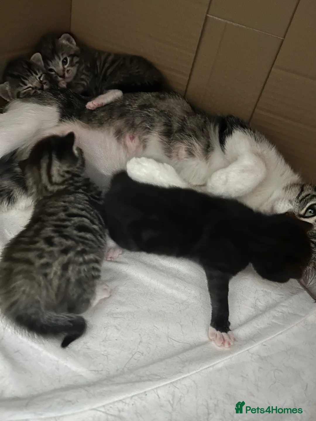 Mixed Breed cats for sale: Adorable kittens for sale - Advert 2
