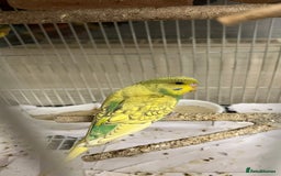 Budgerigars birds for sale: Budgerigars / Budgies - Image 1