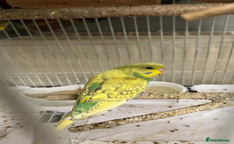 Budgerigars birds - Advert 1