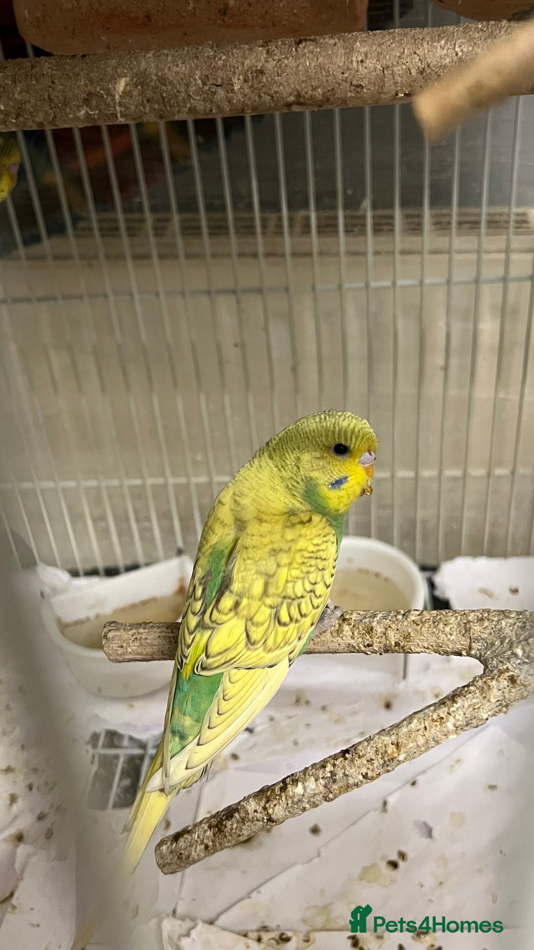 Budgerigars birds for sale: Budgerigars / Budgies - Image 1