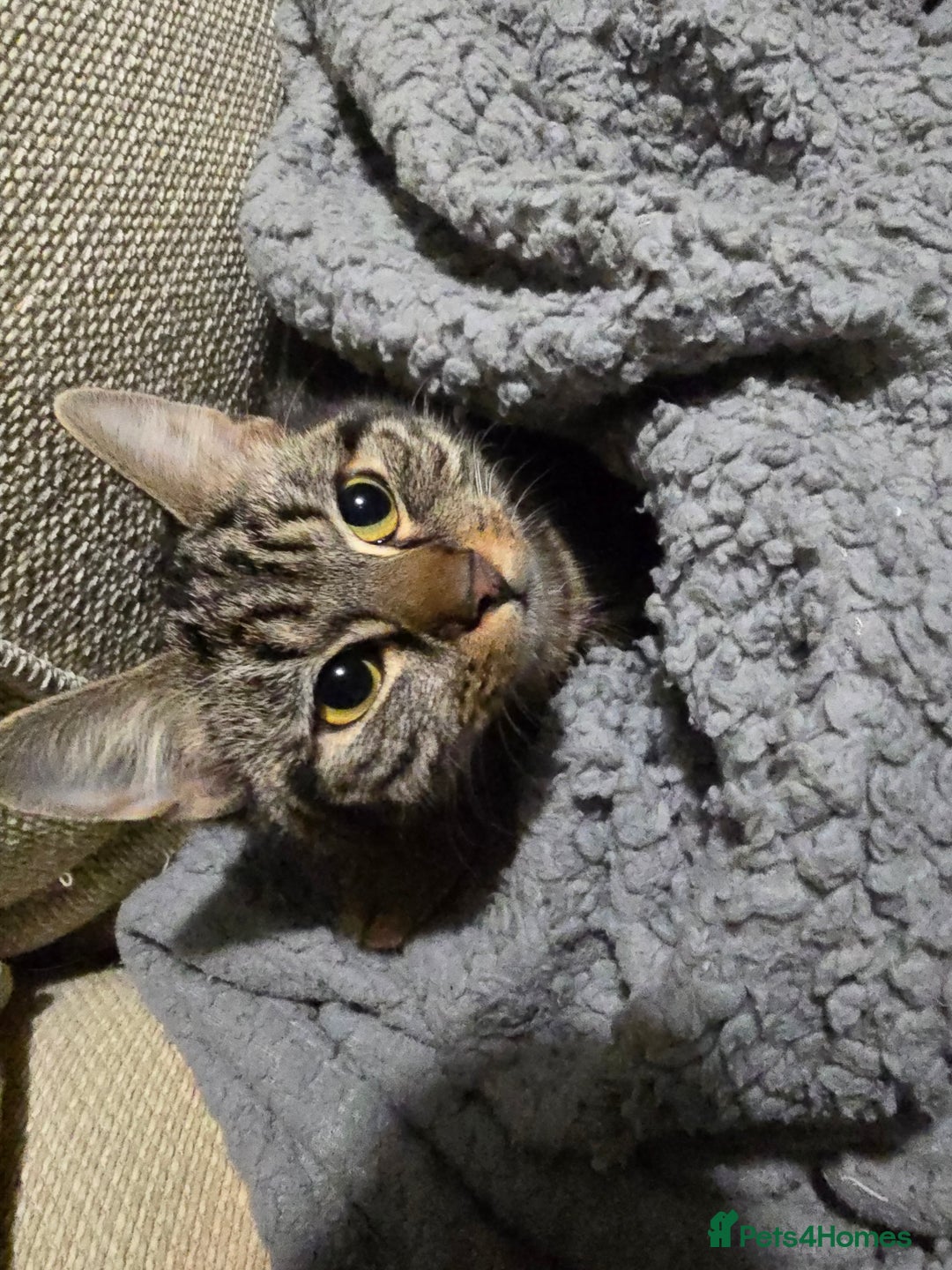 Mixed Breed cats for sale: 1 Female Cat £10 not £50 - Advert 3