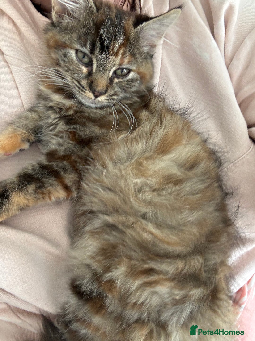 Persian cats for sale: Beautiful Persian x long haired kitten  - Image 10