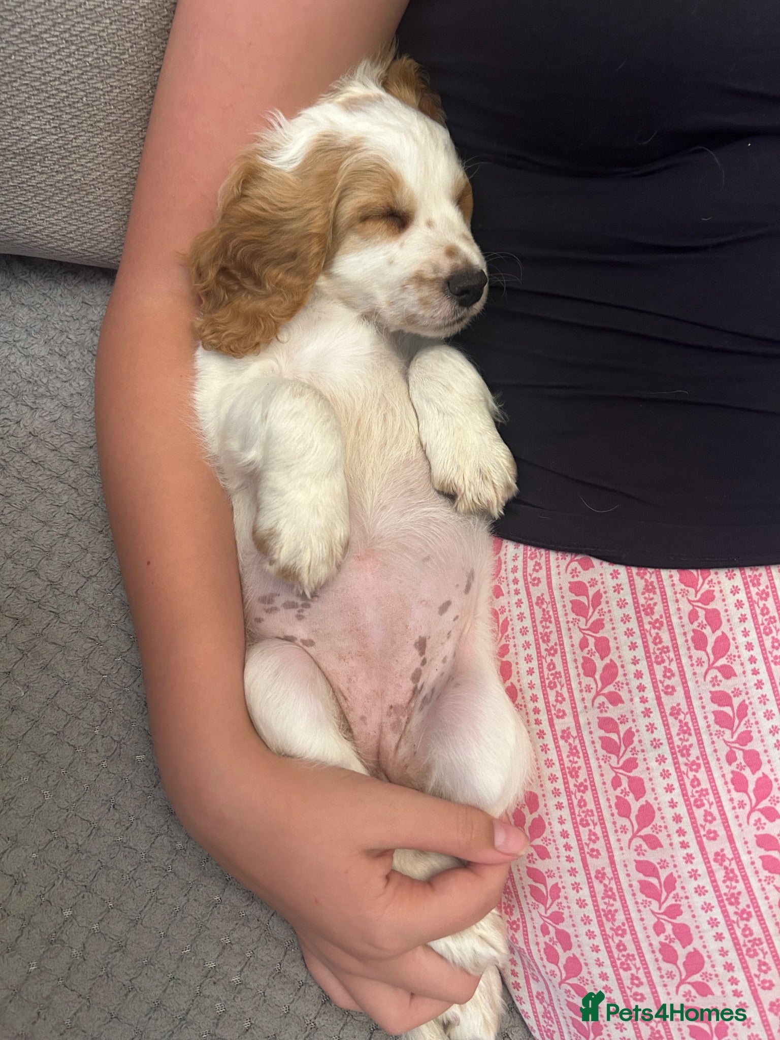 Cockapoo dogs 🐾 🐶 miniature f1 cockapoos ready now 🐶 🐾  - Advert 2