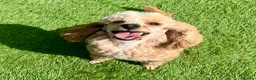 Toy Poodle dogs for sale: KC reg toy Poodles - Advert 9