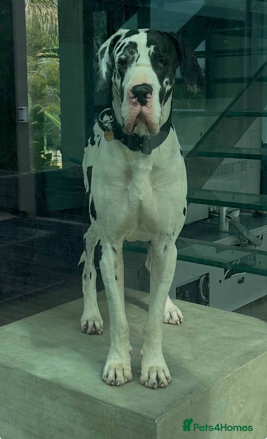 Great Dane dogs for stud: Karl the Great Dane for stud  in London - Advert 1