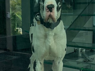 Great Dane dogs Karl the Great Dane for stud in London - Advert 1