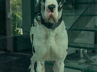Great Dane dogs Karl the Great Dane for stud in London - Advert 1