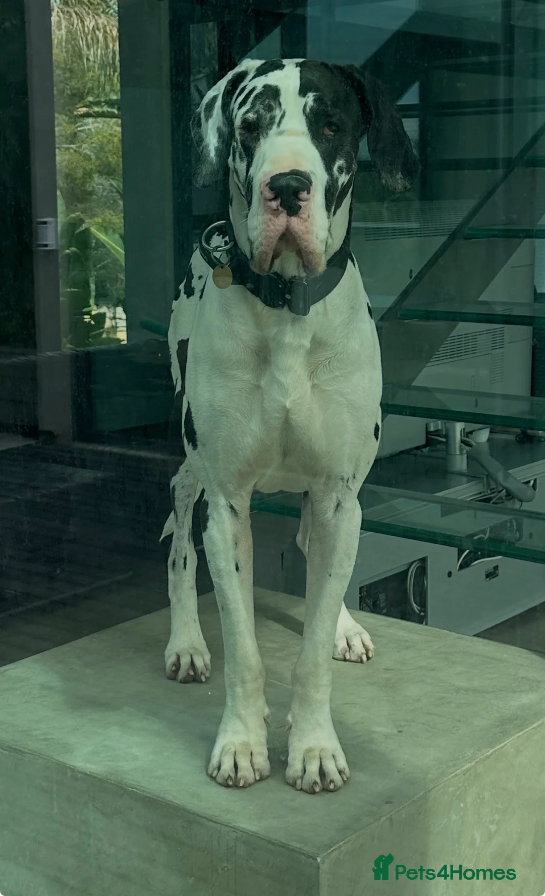 Great Dane dogs for stud: Karl the Great Dane for stud  in London - Advert 1