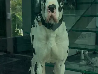Great Dane dogs Karl the Great Dane for stud in London - Advert 2