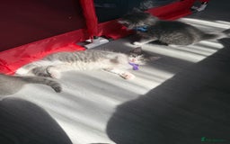 British Shorthair cats for sale: Beautiful bred British shorthairs  - Image 11