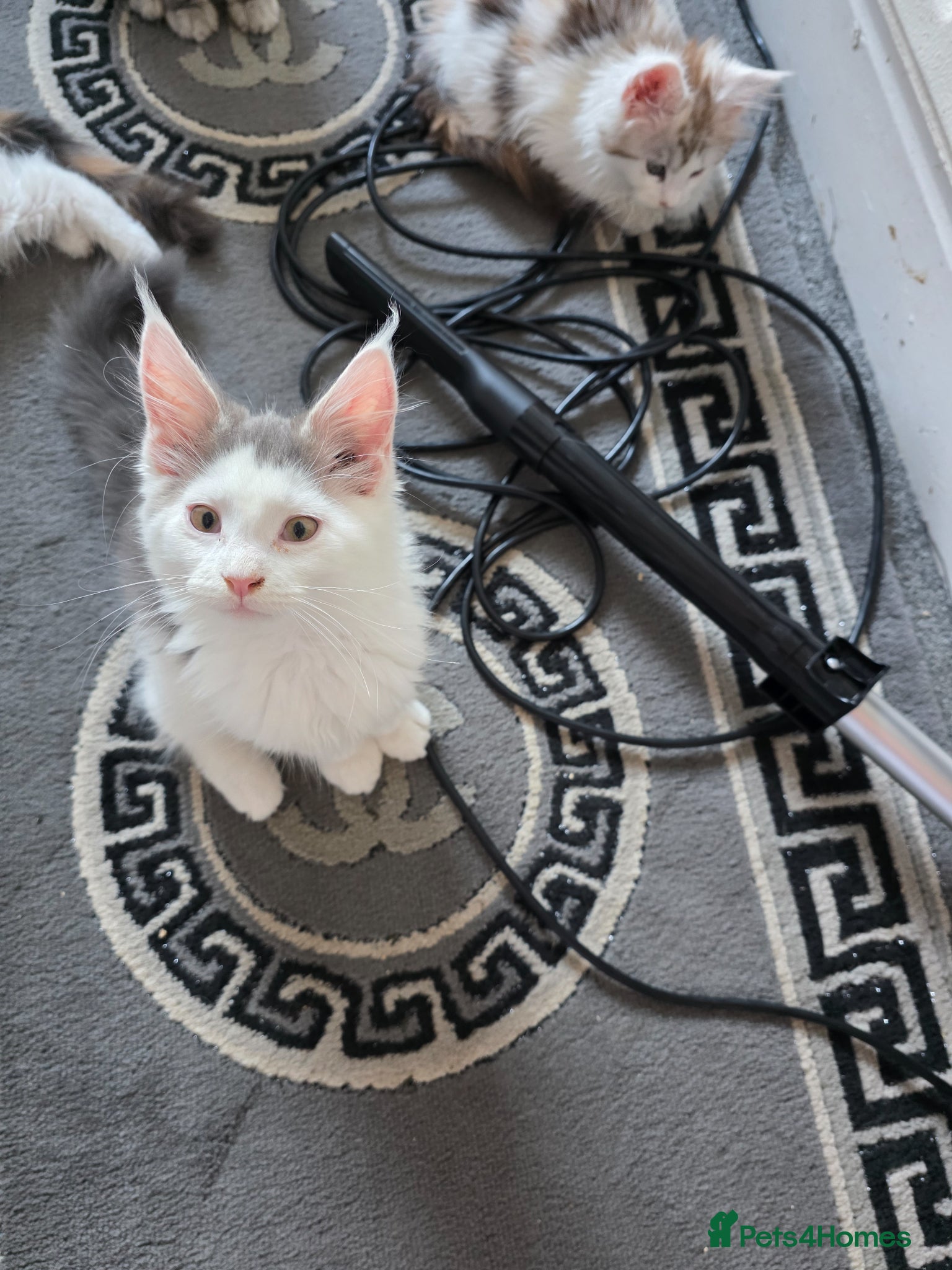 Maine Coon cats STUNNING MAINE COON KITTENS  - Advert 4