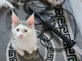 Maine Coon cats STUNNING MAINE COON KITTENS - Advert 4