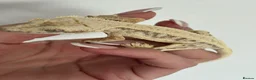 Gecko reptiles for sale: Lily white crested gecko  - Advert 2