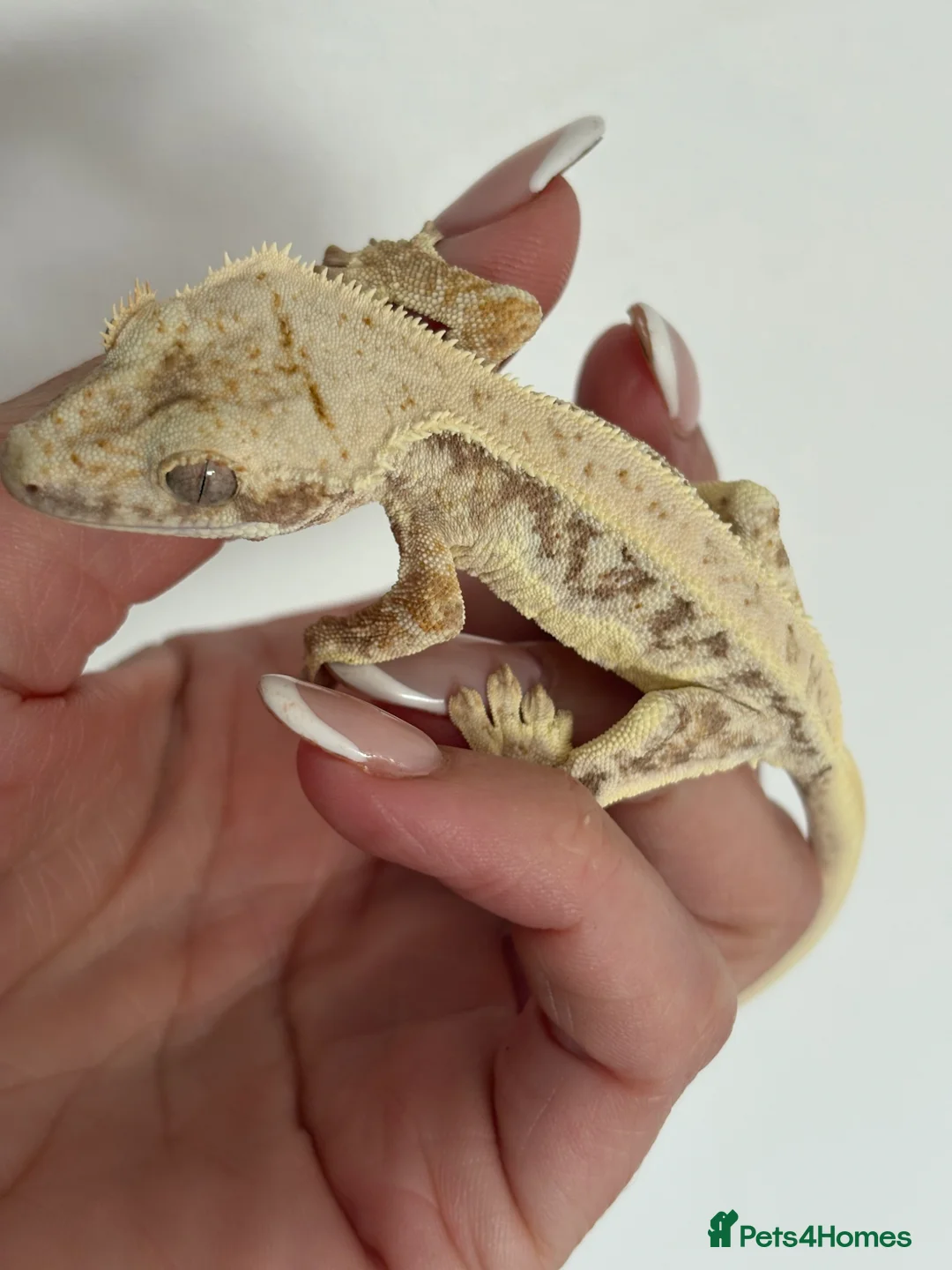 Gecko reptiles for sale: Lily white crested gecko  - Advert 2
