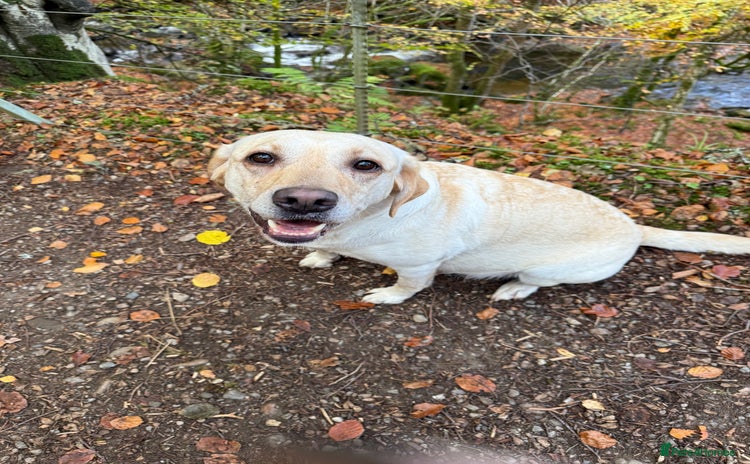 Labrador Retriever dogs - Advert 1