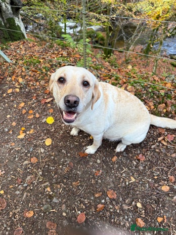 Labrador Retriever dogs - Advert 1