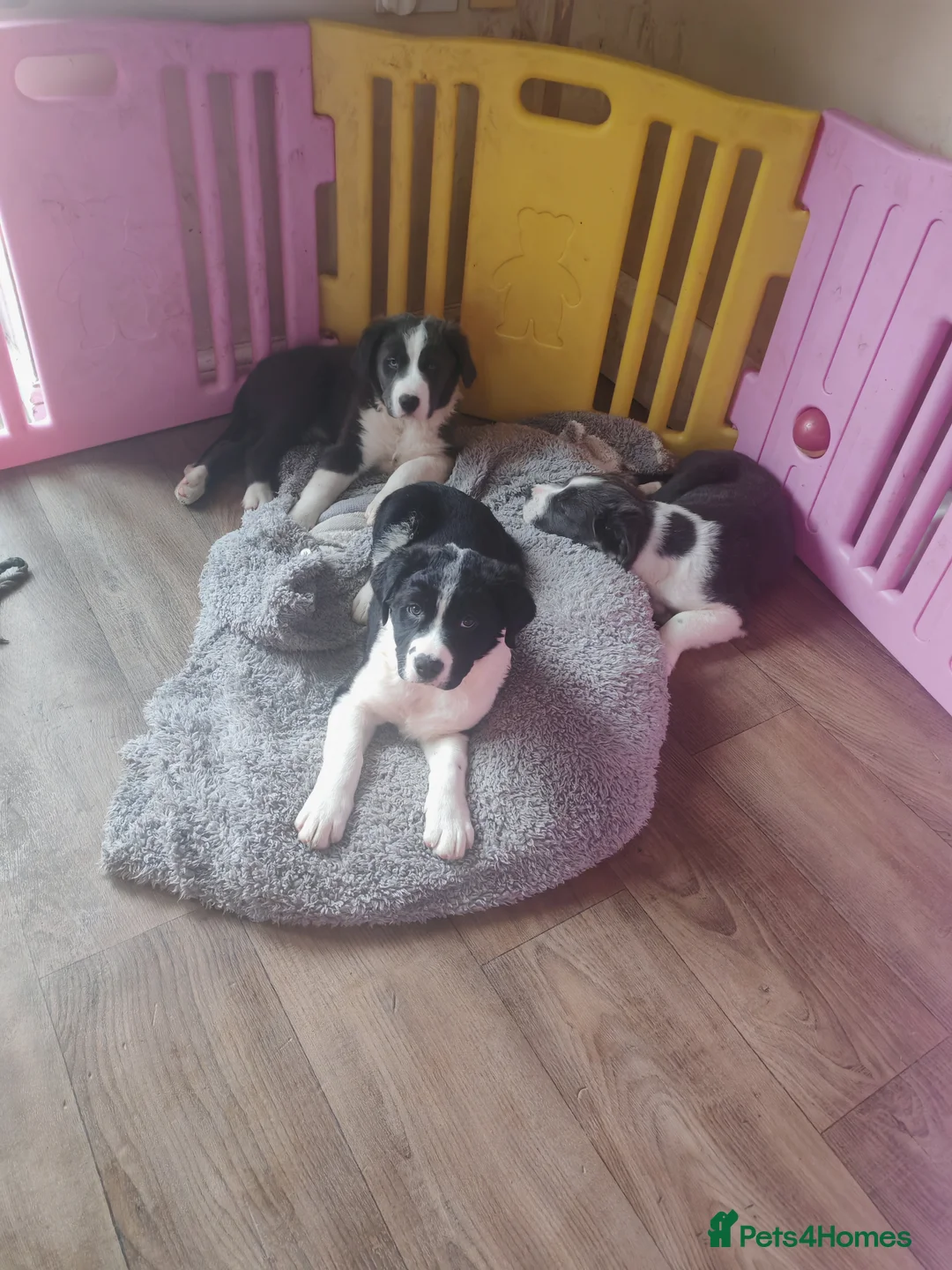 Mixed Breed dogs for sale:  REDUCED!! 2 OLD TYME BORDER COLLIE PUPPIES!  - Advert 8