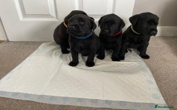 Labrador Retriever dogs for sale: Black Labrador Puppies - Advert 1
